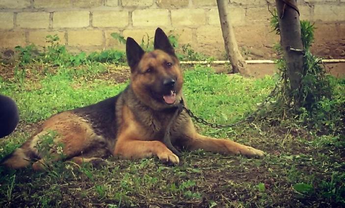 Temiz Nemesiski Avçarka satilir.