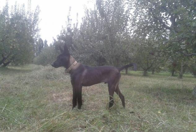 it atasi dobliman olub anasi afcarka 3 ayligdi yaxsi heyet goruyur it