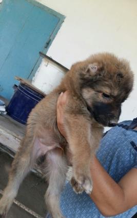 temiz qoyun iti balasi itder coxdu baxa bilmirem qiymetinnen cox awaq