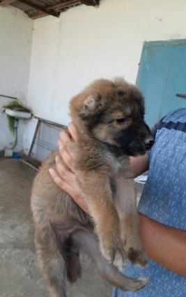 temiz qoyun iti balasi itder coxdu baxa bilmirem qiymetinnen cox awaq