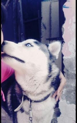 it 11 aylikdi erkekdi satiram