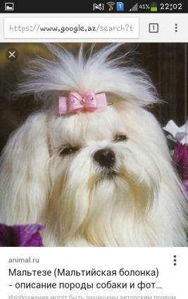 it 11 aylikdi erkekdi satiram