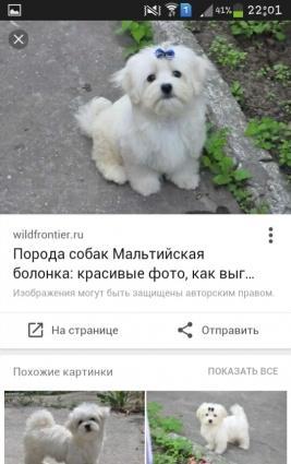 it 11 aylikdi erkekdi satiram