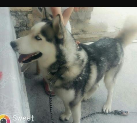 it 11 aylikdi erkekdi satiram