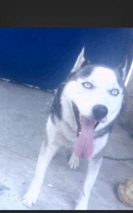 it 11 aylikdi erkekdi satiram