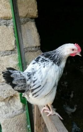 Ev cuceleri satiram.Ozumuz baxmisiq.Cox saglamdi.Vaxti vaxtinda vaksin