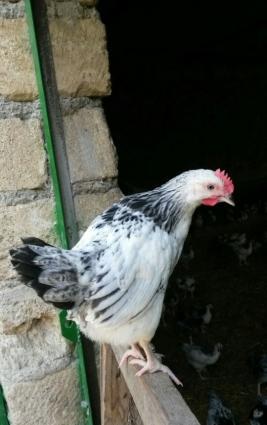 Ev cuceleri satiram.Ozumuz baxmisiq.Cox saglamdi.Vaxti vaxtinda vaksin