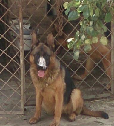 Prodayotsa nemeckaya ovcarka