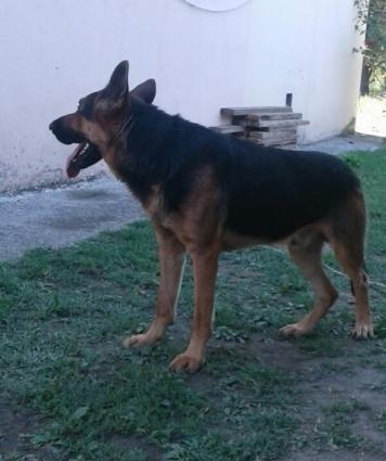 Salam Temiz sort avcarka satilir cox agilli bezi komandalarida bilir,