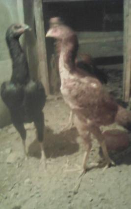 tecLi satram cinsi anasl effqan atasl agdam cinsi super qöysur urynlz