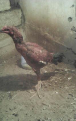 tecLi satram cinsi anasl effqan atasl agdam cinsi super qöysur urynlz