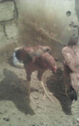 tecLi satram cinsi anasl effqan atasl agdam cinsi super qöysur urynlz