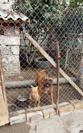 tecili pitbull balasi satiram dermani verilib saglam baladi disi redna