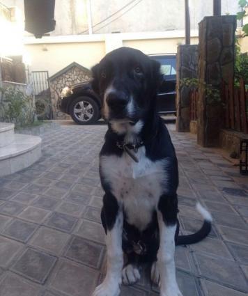 alabay balasi satilir 4 ayliqdi cox boyuk alabaydi ayna gore isdeyen