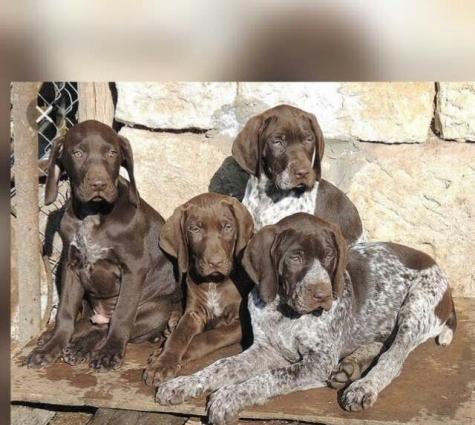 Qucxar kucukleri satilir dedesi anasi yaxwi iwdeyir turaca kehliye bi