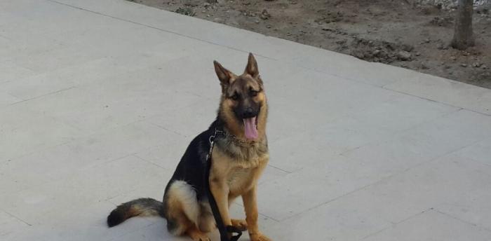 Tecili Saf Qan Nemeski Ovcarka