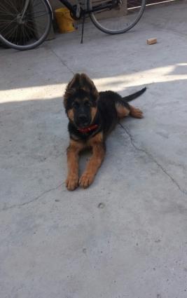 temiz uzun tuklu alman afcarkasi 4 ayliq oldu 26.09.16 anasi azerbayc