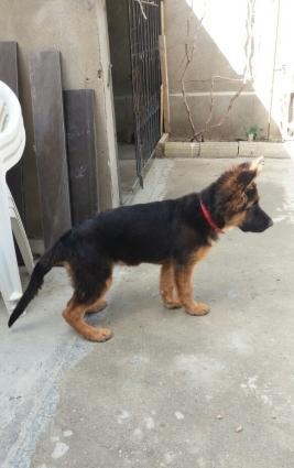 temiz uzun tuklu alman afcarkasi 4 ayliq oldu 26.09.16 anasi azerbayc