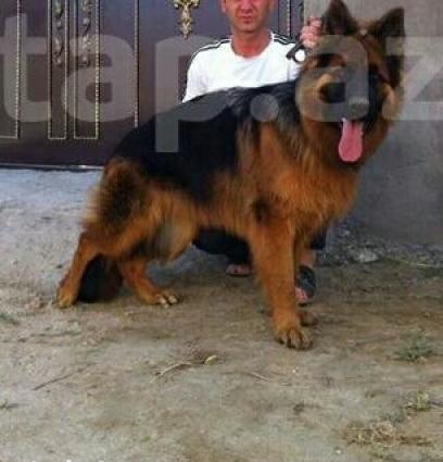 temiz uzun tuklu alman afcarkasi 4 ayliq oldu 26.09.16 anasi azerbayc