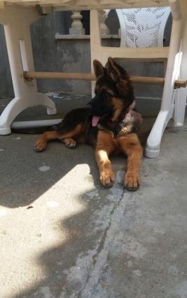 temiz uzun tuklu alman afcarkasi 4 ayliq oldu 26.09.16 anasi azerbayc