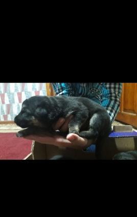 ana ve ata temiz nemes ovcharkasidi,ozleride temizdi,ana atanin passpo