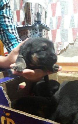 ana ve ata temiz nemes ovcharkasidi,ozleride temizdi,ana atanin passpo