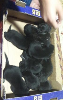 ana ve ata temiz nemes ovcharkasidi,ozleride temizdi,ana atanin passpo