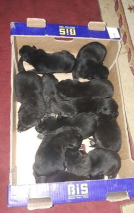 ana ve ata temiz nemes ovcharkasidi,ozleride temizdi,ana atanin passpo