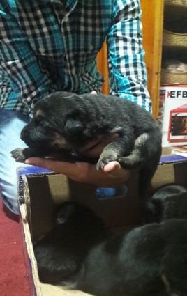 ana ve ata temiz nemes ovcharkasidi,ozleride temizdi,ana atanin passpo