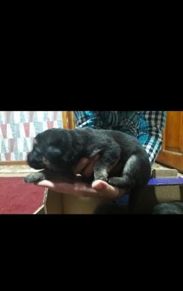 ana ve ata temiz nemes ovcharkasidi,ozleride temizdi,ana atanin passpo