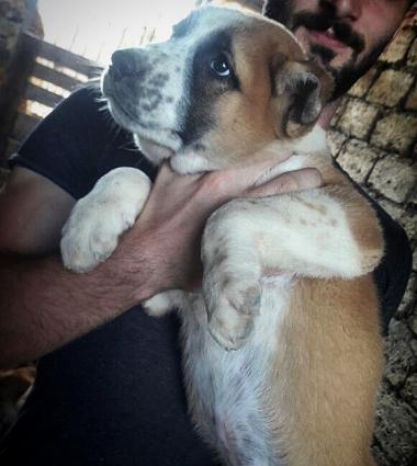 Alabay balalari Satilir !!