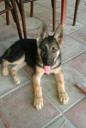 v heyvani avcharka itdi.4 ayliqdi baladi.dermanlari vurulub