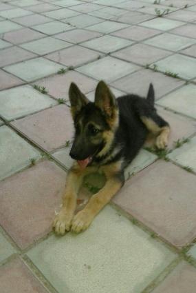 v heyvani avcharka itdi.4 ayliqdi baladi.dermanlari vurulub