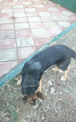 v heyvani avcharka itdi.4 ayliqdi baladi.dermanlari vurulub