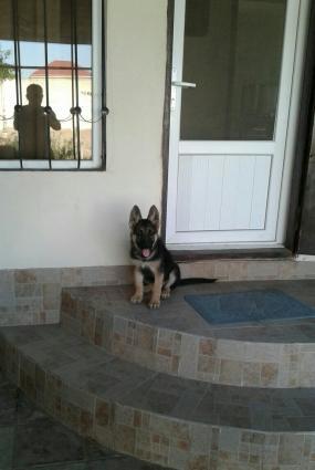 v heyvani avcharka itdi.4 ayliqdi baladi.dermanlari vurulub