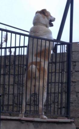 Alabay balalari Satilir !!