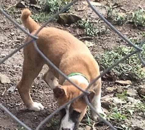 Alabay balalari Satilir !!