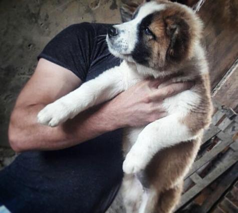 Alabay balalari Satilir !!