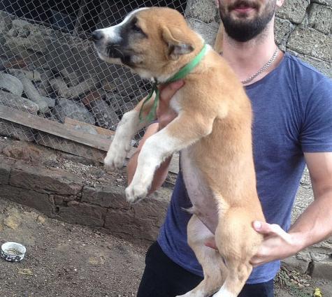 Alabay balalari Satilir !!