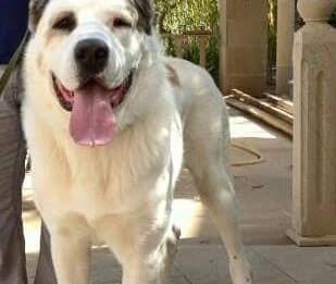 Alabay balalari Satilir !!