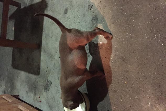 Pitbull balasi satilir