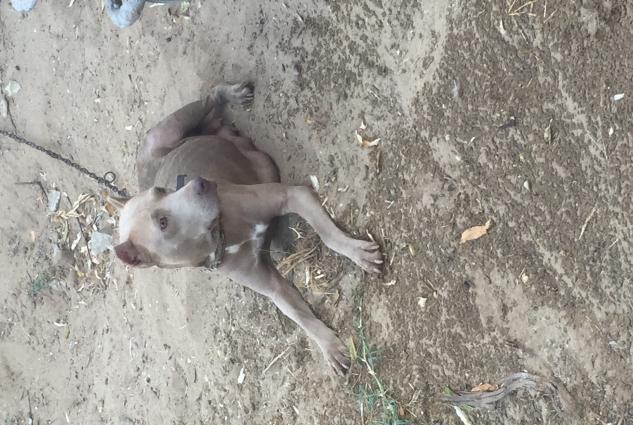 Pitbull balasi satilir