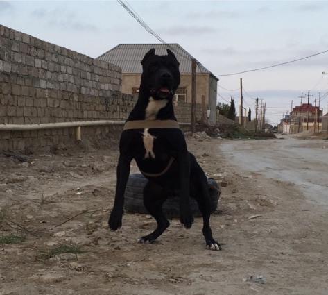 Pitbull balasi satilir