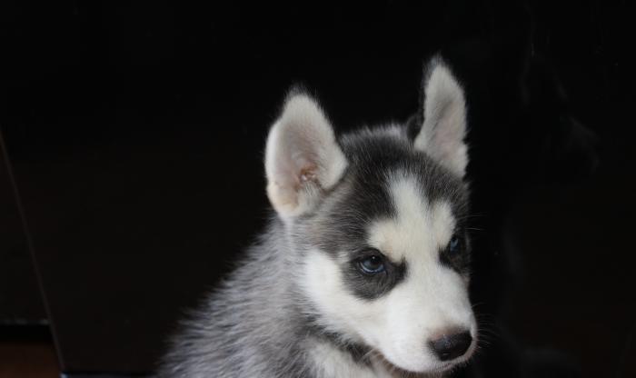 2 aylig temiz qan xaski