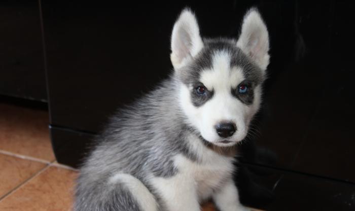 2 aylig temiz qan xaski