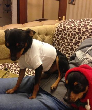 it ucun yuva. tezedir temiz taxdadabdi..