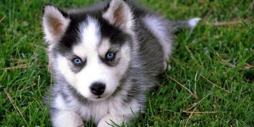 Xaski aliram bala ve ya boyuk erkek ve ya disi ferq etmez ciddi satan