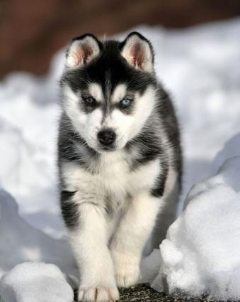 Xaski aliram bala ve ya boyuk erkek ve ya disi ferq etmez ciddi satan