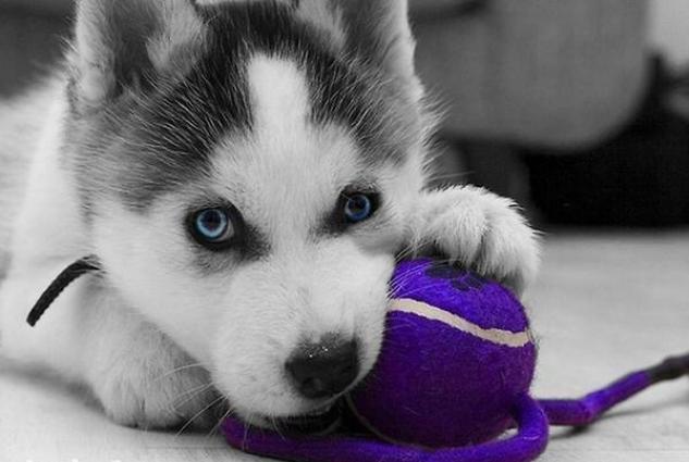 Xaski aliram bala ve ya boyuk erkek ve ya disi ferq etmez ciddi satan