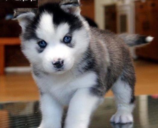 Xaski aliram bala ve ya boyuk erkek ve ya disi ferq etmez ciddi satan